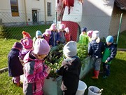 Sklízíme úrodu na školní zahrádce